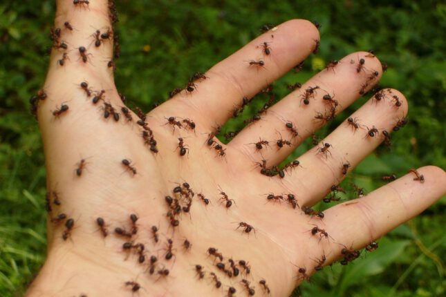 Eine geöffnete Hand, über die zahlreiche Ameisen krabbeln. Der Hintergrund ist grün und unscharf.